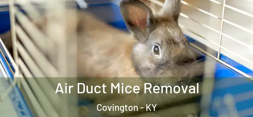  Air Duct Mice Removal Covington - KY